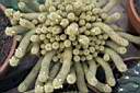 MAMMILLARIA ELONGATA.jpg
